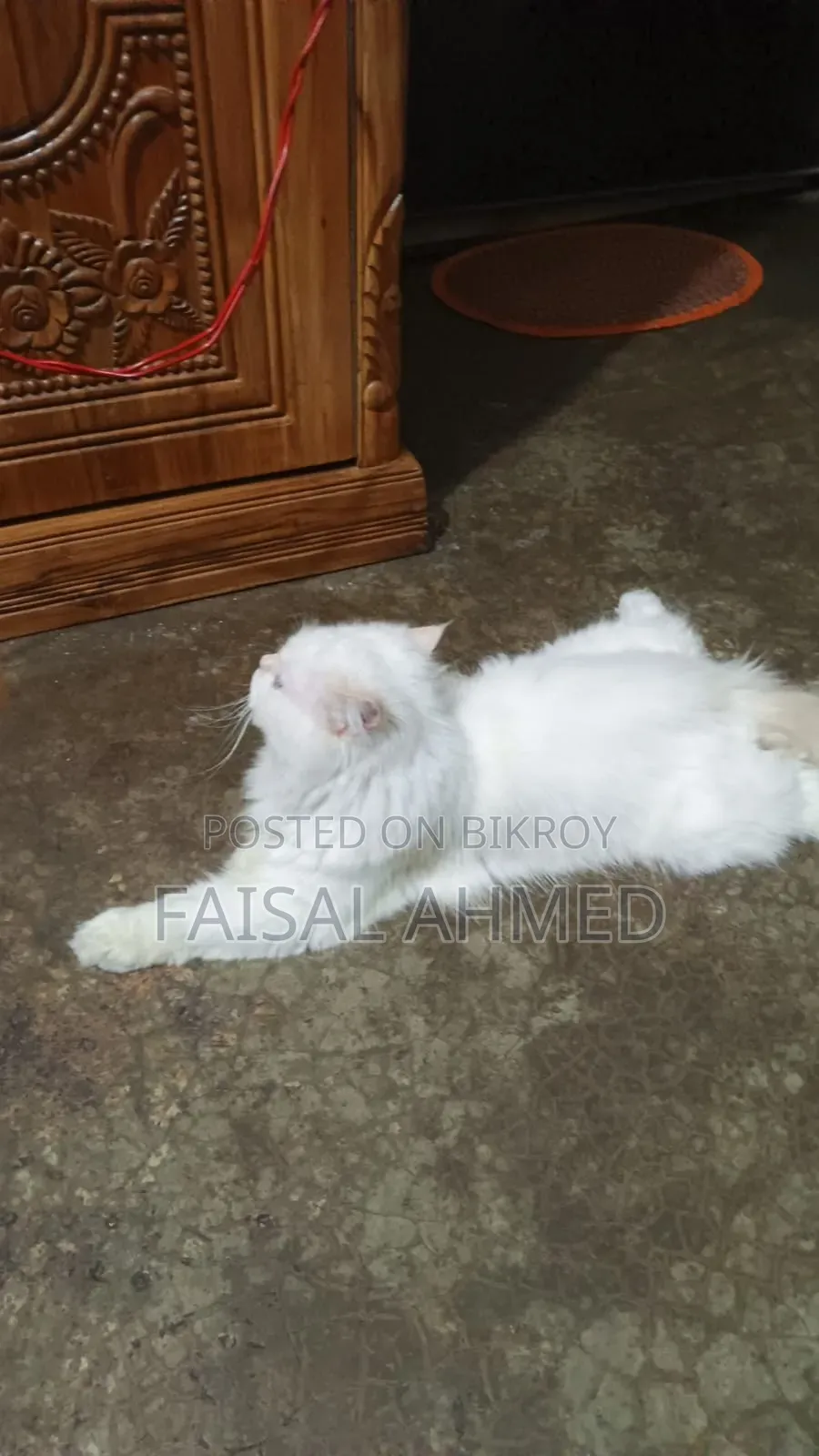 6-12 Months Male Purebred Persian