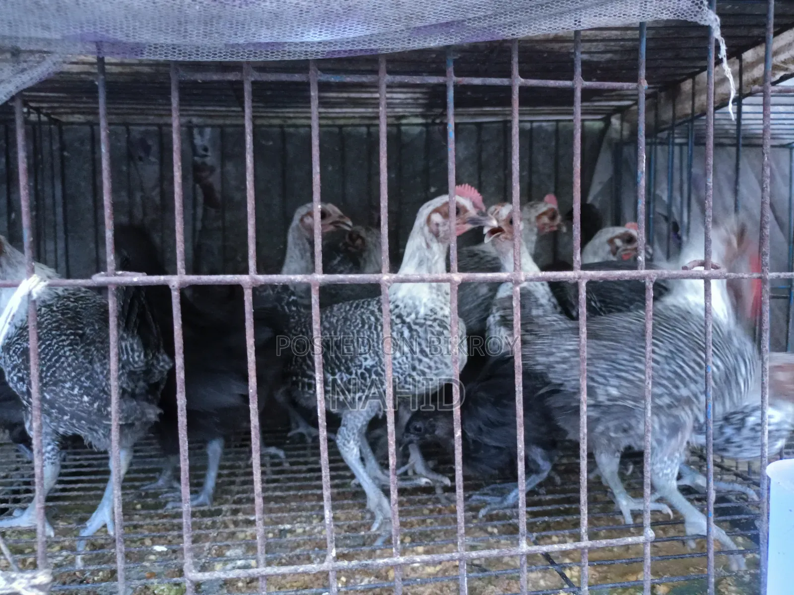 Fayoumi Chicken Chicks