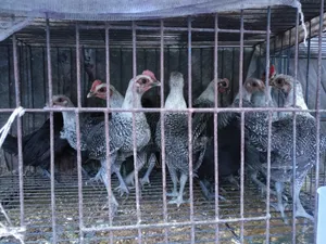 ফাওমি মুরগি বাচ্চা