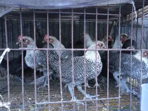 Fayoumi Chicken Chicks