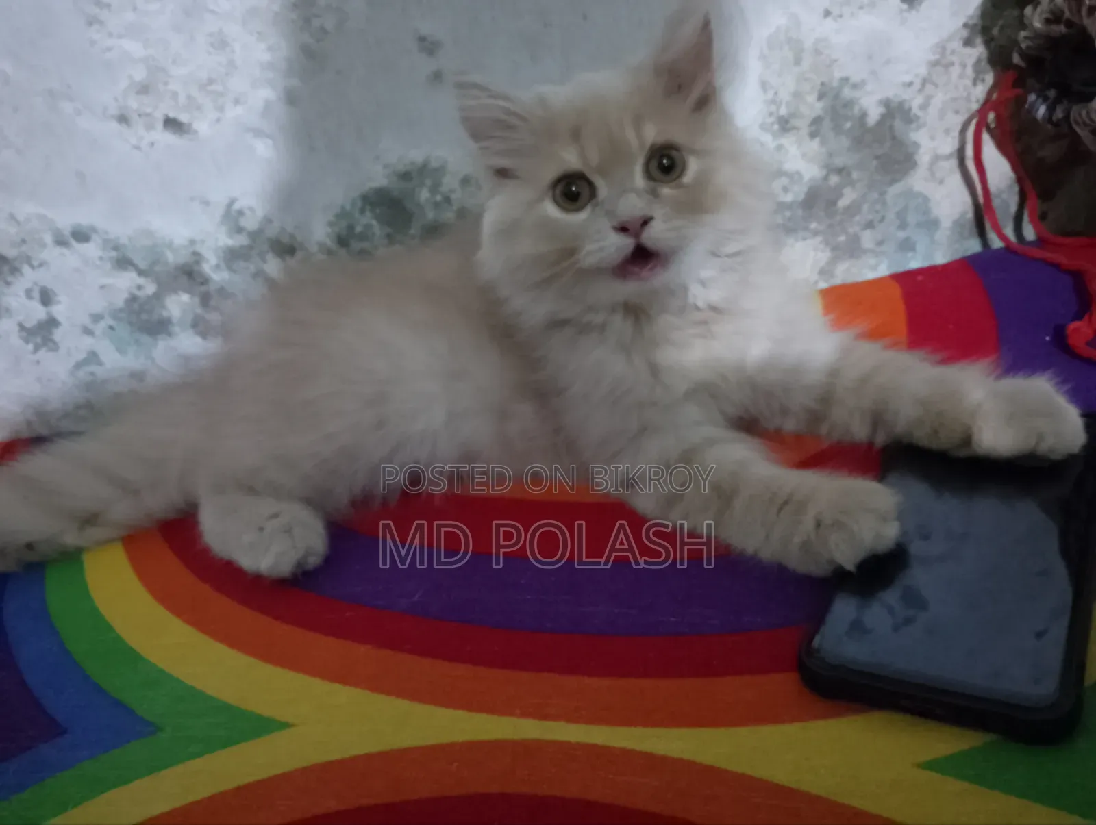 1-3 Months Female Purebred Persian
