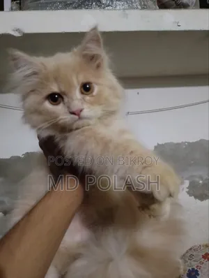 1-3 Months Female Purebred Persian
