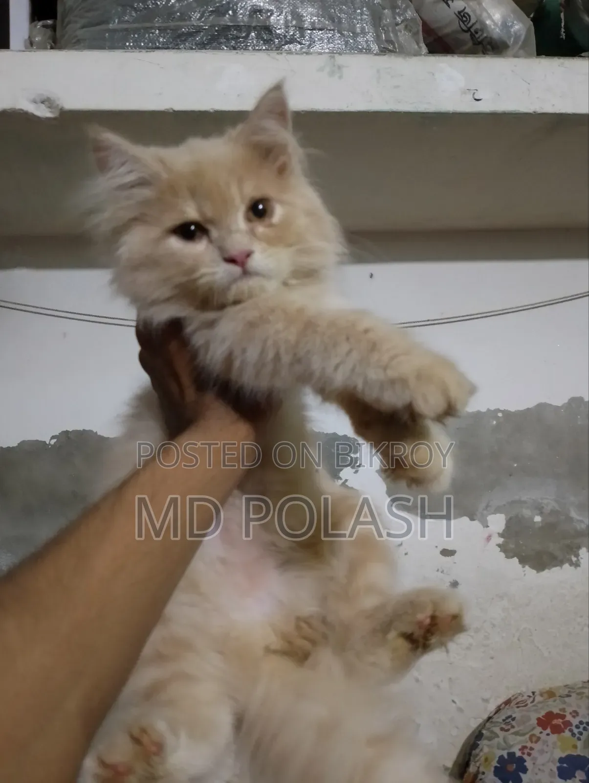 1-3 Months Female Purebred Persian
