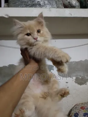 1-3 Months Female Purebred Persian