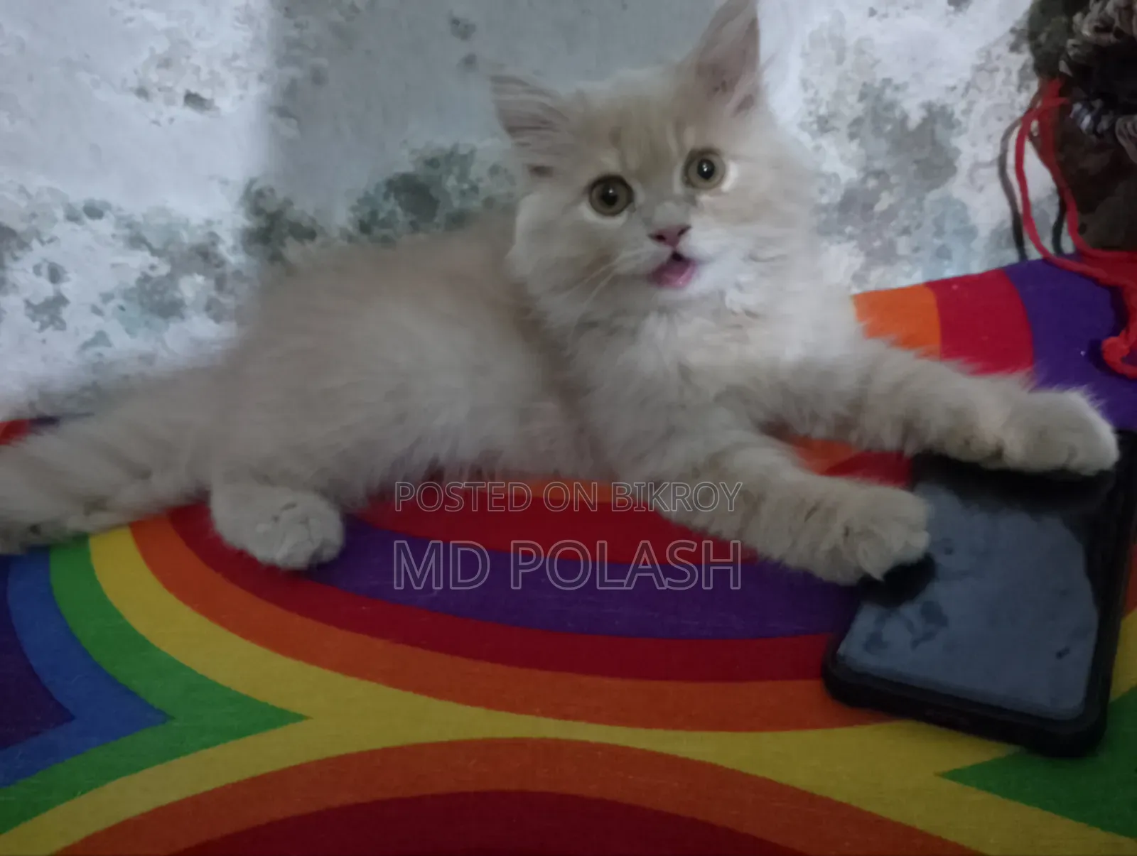 1-3 Months Female Purebred Persian