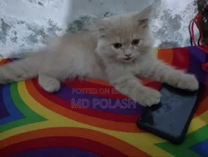 1-3 Months Female Purebred Persian