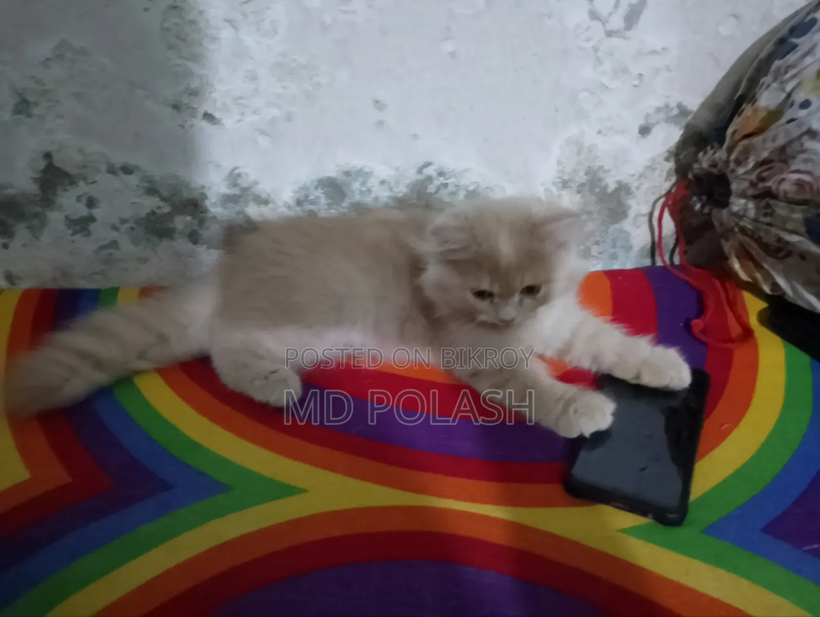 1-3 Months Female Purebred Persian