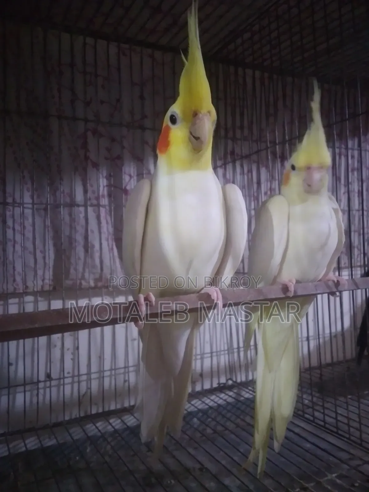 Cockatiel Lutino Red Eye