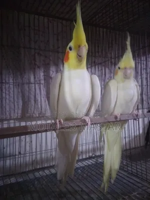 Cockatiel Lutino Red Eye