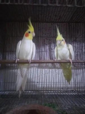 Cockatiel Lutino Red Eye