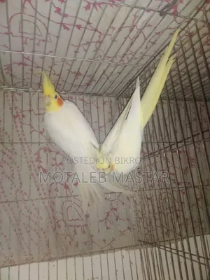 Cockatiel Lutino Red Eye