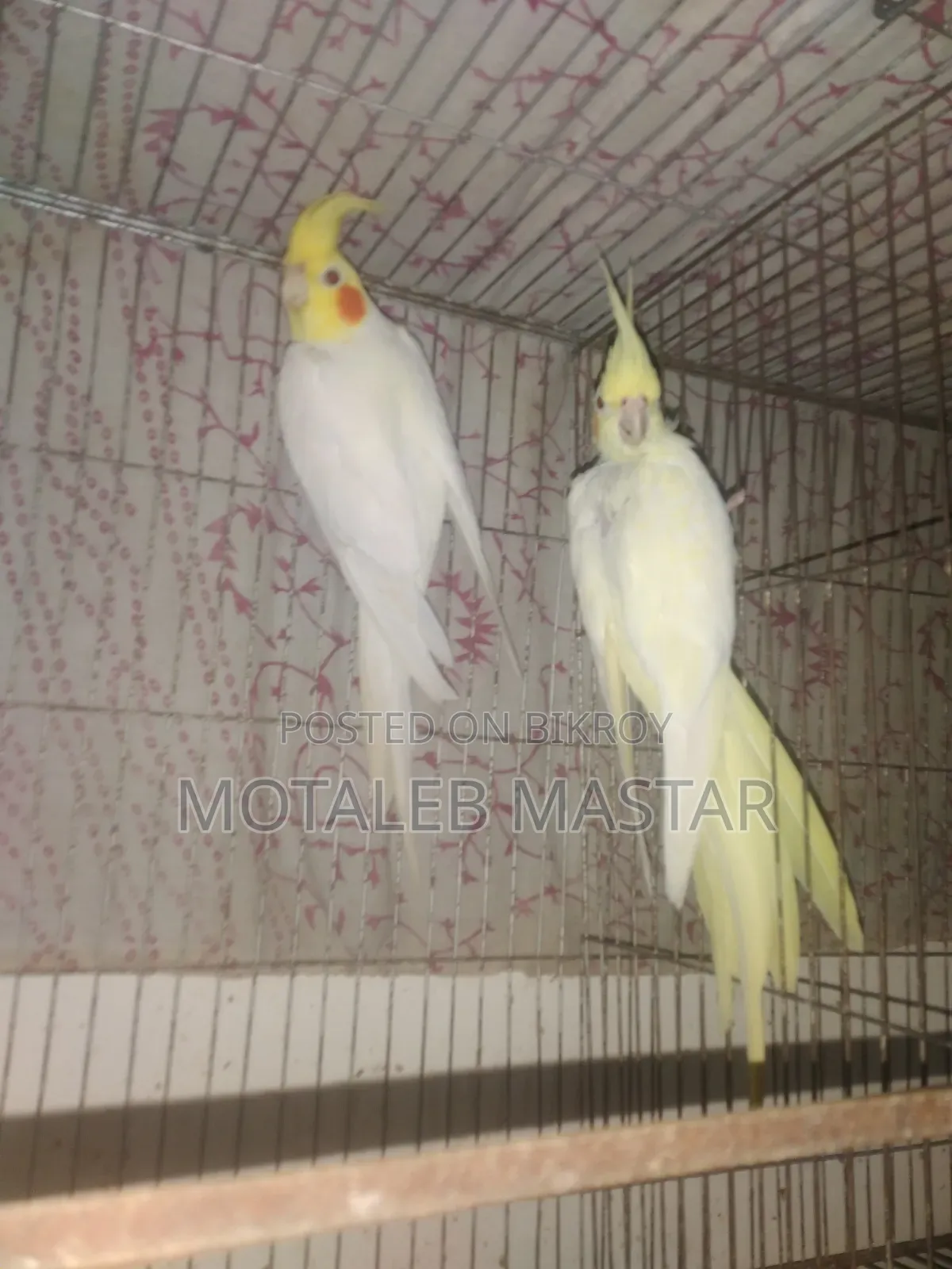 Cockatiel Lutino Red Eye
