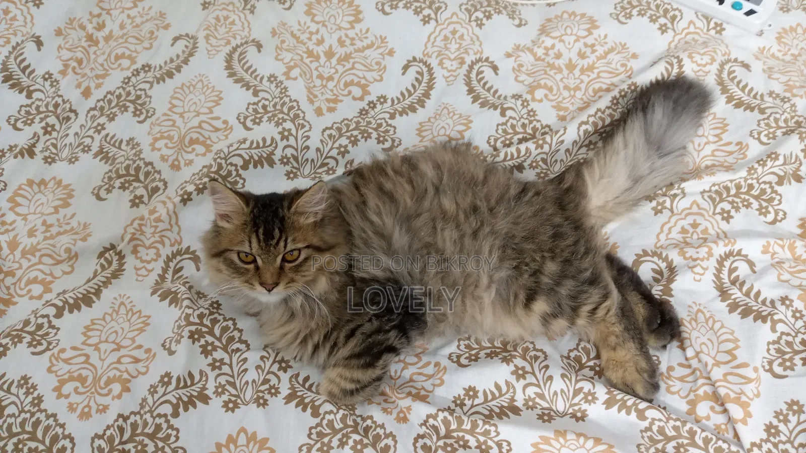 3-6 Months Male Mixed Breed Persian Kitten