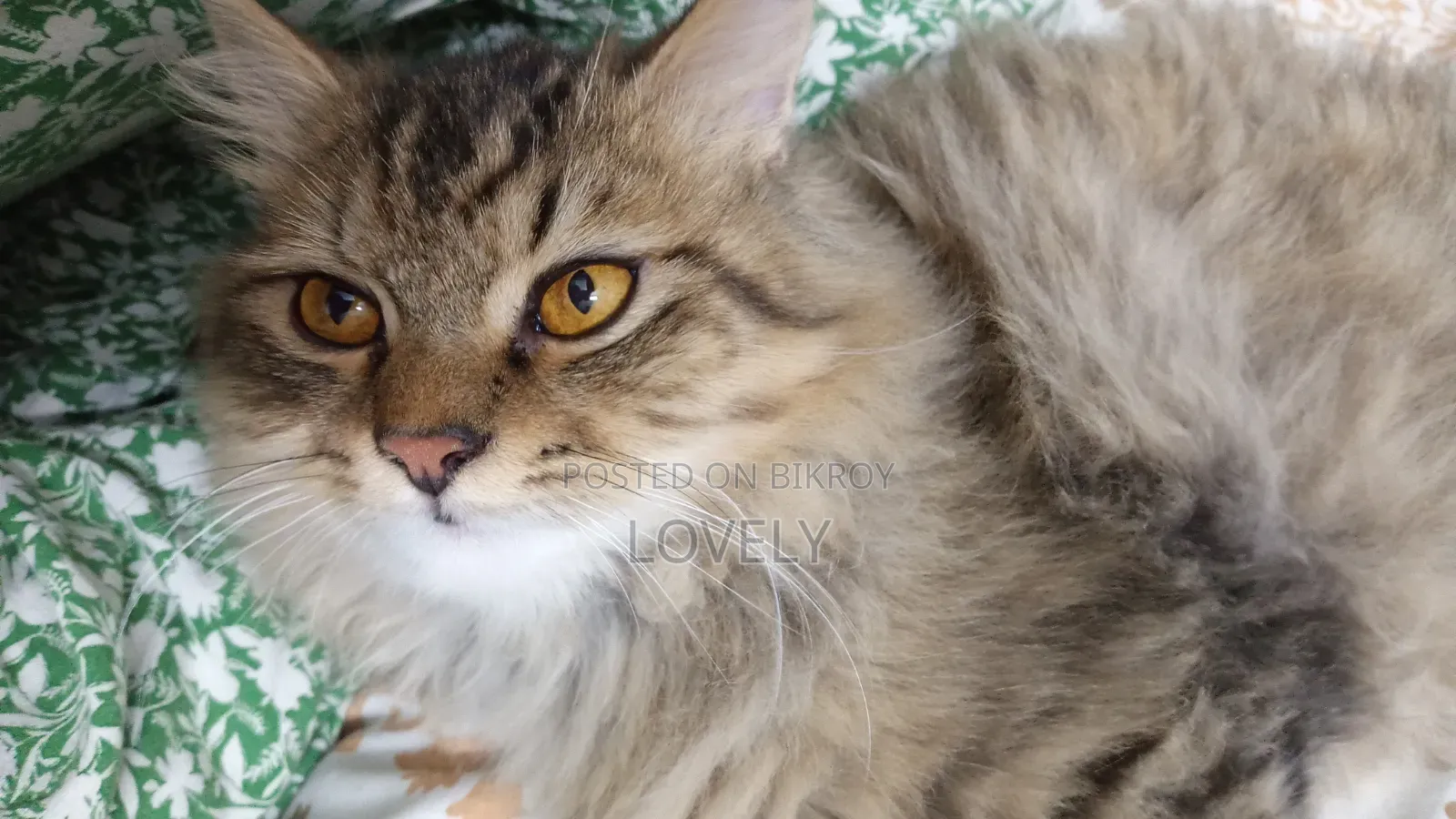 3-6 Months Male Mixed Breed Persian Kitten