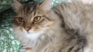 3-6 Months Male Mixed Breed Persian Kitten