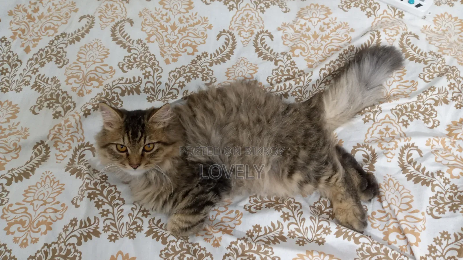 3-6 Months Male Mixed Breed Persian Kitten