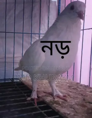 সুস্থ সবল ফিটনেস খুব ভালো