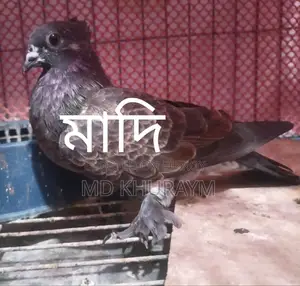 সুস্থ সবল ফিটনেস খুব ভালো