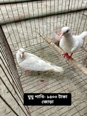 Dove and Budgerigar birds