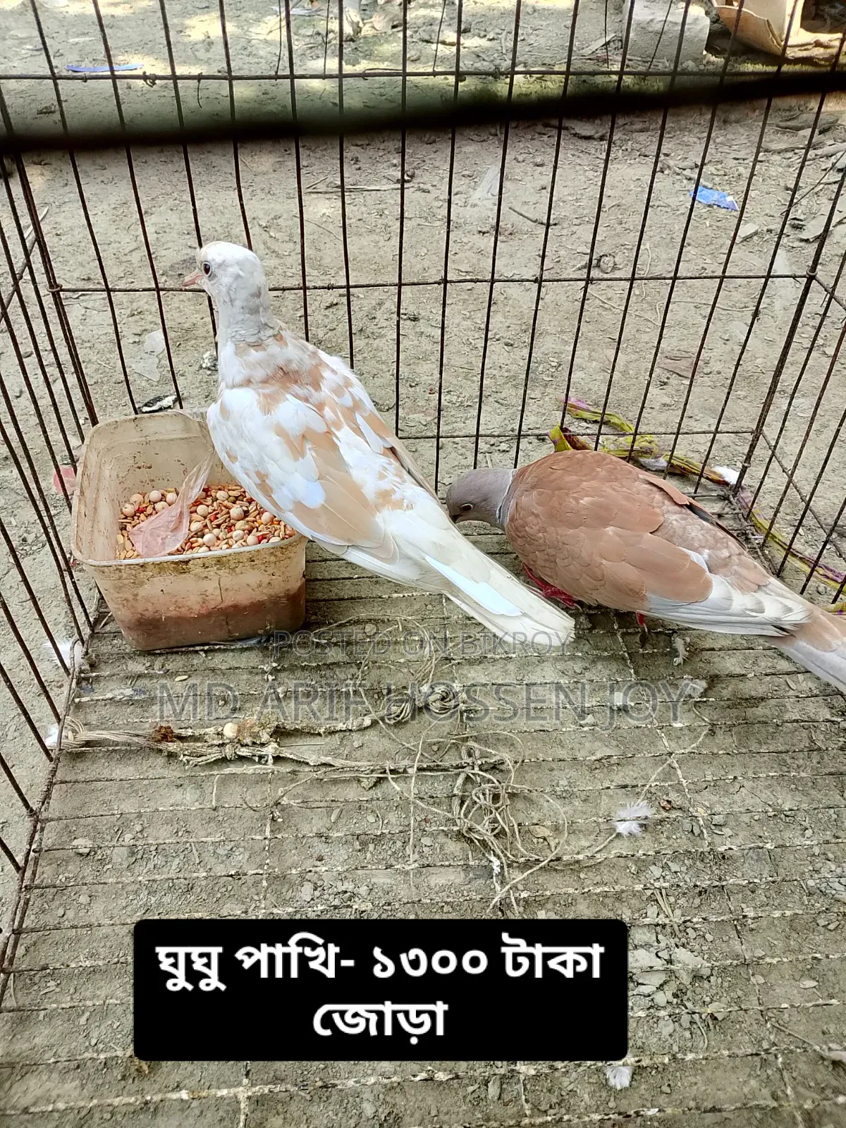 Dove and Budgerigar birds