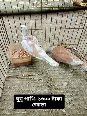 Dove and Budgerigar birds