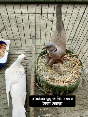 Dove and Budgerigar birds