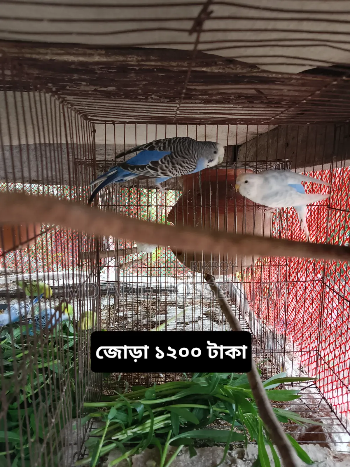 Dove and Budgerigar birds