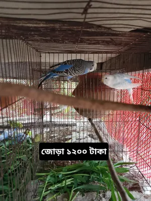 Dove and Budgerigar birds