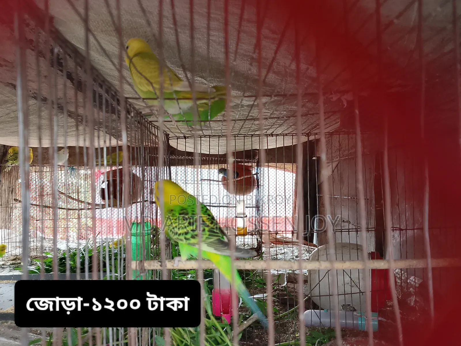 Dove and Budgerigar birds