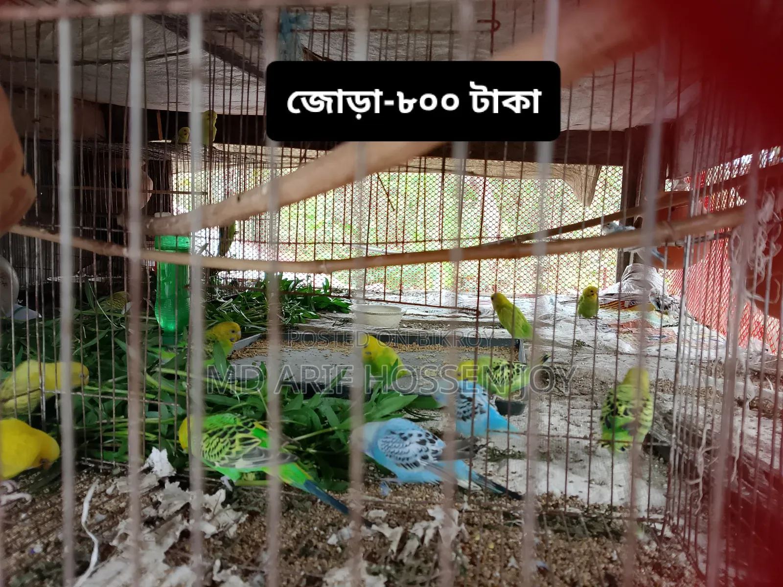 Dove and Budgerigar birds
