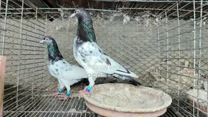 কামাগার, সালাতি, পাকিস্তান কবুতর