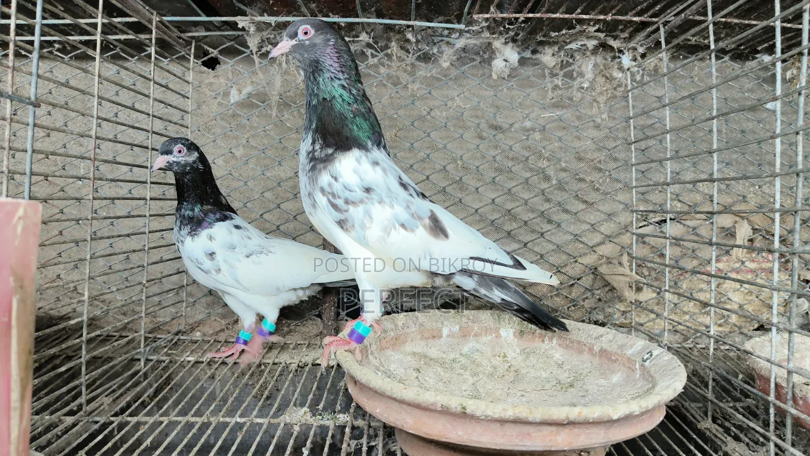 Kamagar, Salati, Pakistan Pigeon