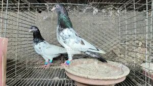 Kamagar, Salati, Pakistan Pigeon