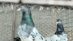 Kamagar, Salati, Pakistan Pigeon