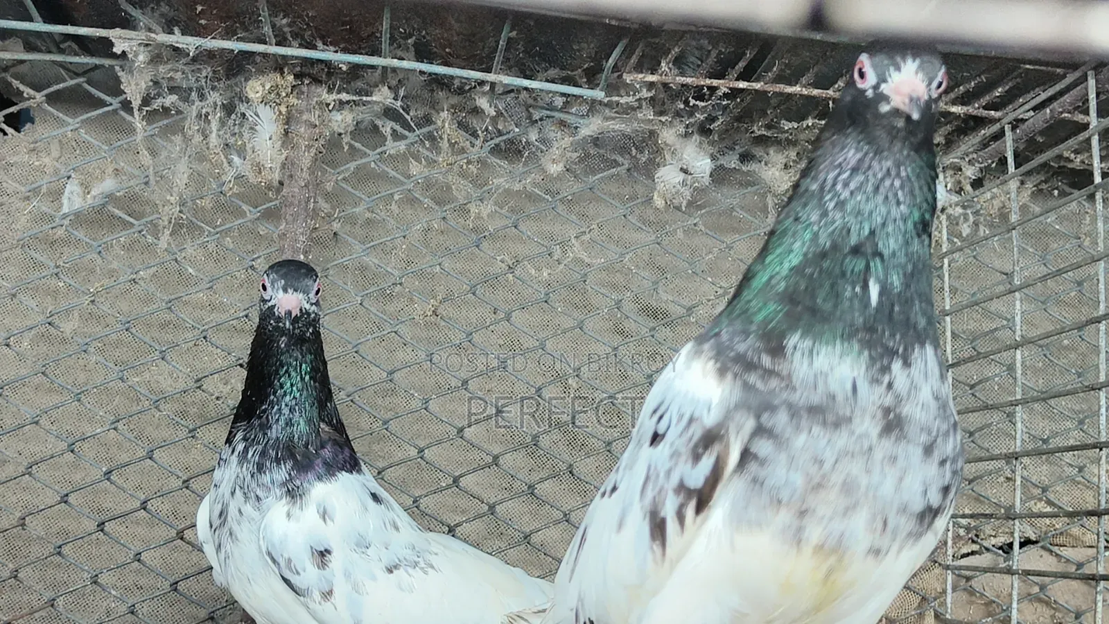 Kamagar, Salati, Pakistan Pigeon