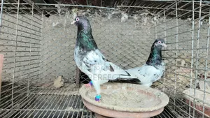 Kamagar, Salati, Pakistan Pigeon