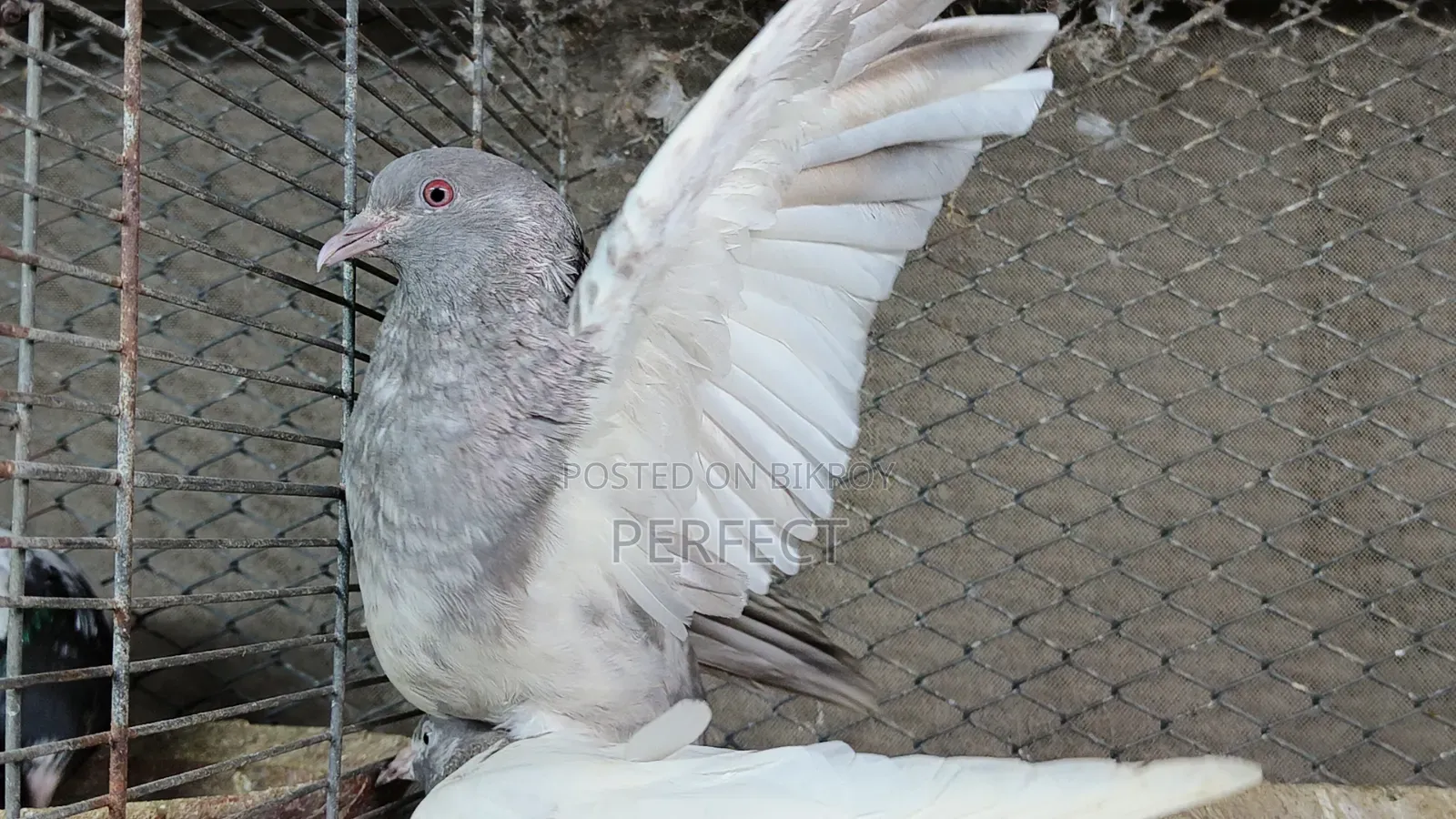 Kamagar, Salati, Pakistan Pigeon