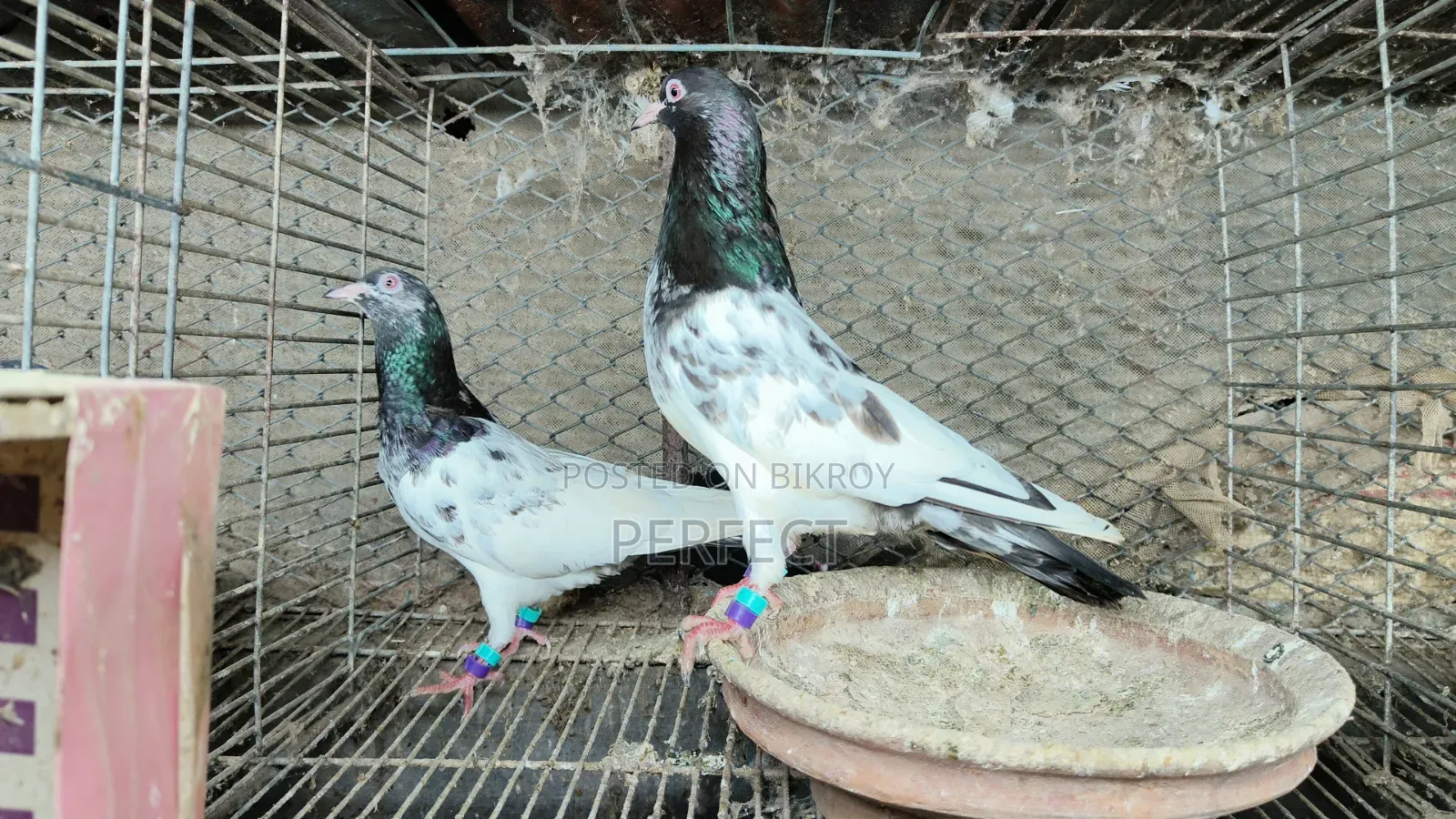 Kamagar, Salati, Pakistan Pigeon