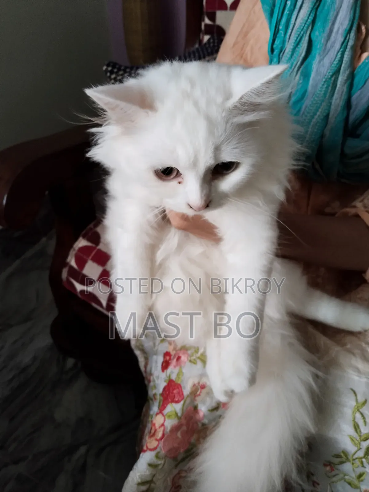 1-3 Months Female Purebred Persian