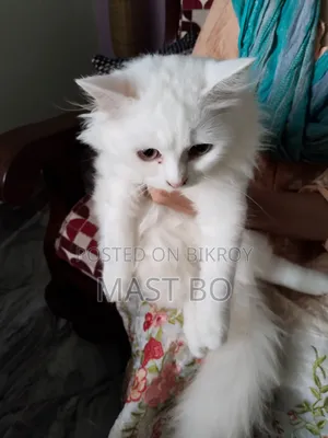 1-3 Months Female Purebred Persian