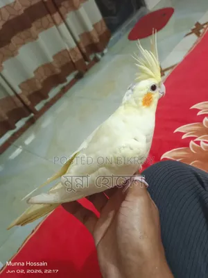 Full Tame Cockatiel Bird
