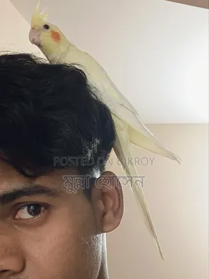 Full Tame Cockatiel Bird