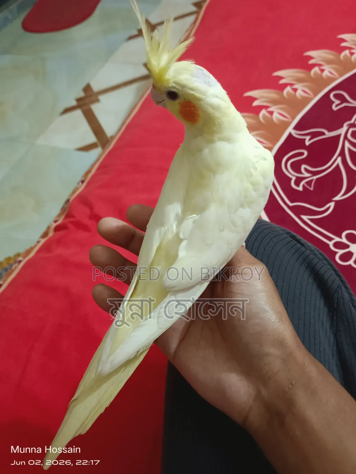 Full Tame Cockatiel Bird