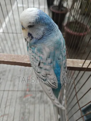 পুরুষদের রানিং জুতো