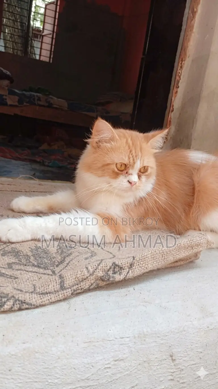 6-12 Months Male Purebred Persian Cat
