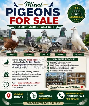 Pigeon for Sell কবুতর বিক্রয় – সুস্থ ও উন্নত জাতের কবুতর