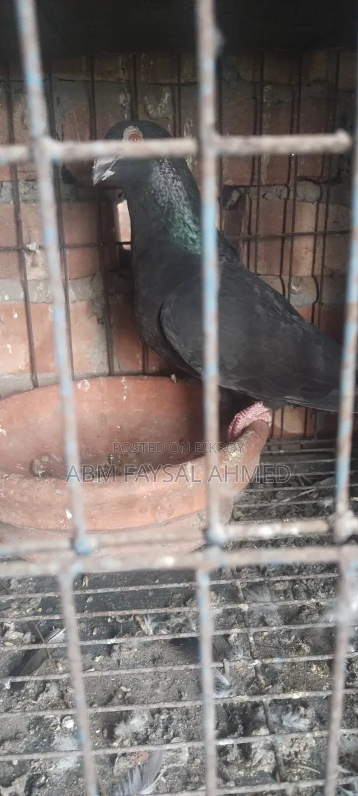 Pigeon for Sell কবুতর বিক্রয় – সুস্থ ও উন্নত জাতের কবুতর