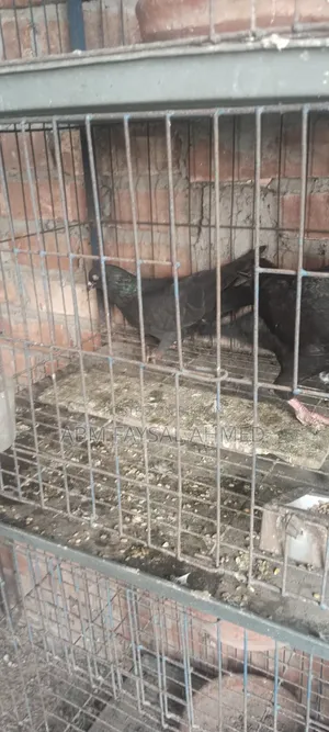 Pigeon for Sell কবুতর বিক্রয় – সুস্থ ও উন্নত জাতের কবুতর
