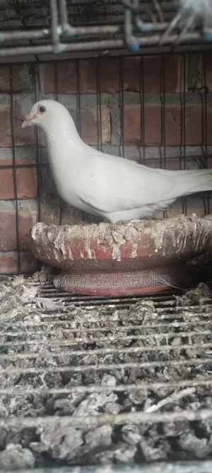 Pigeon for Sell কবুতর বিক্রয় – সুস্থ ও উন্নত জাতের কবুতর