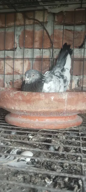 Pigeon for Sell কবুতর বিক্রয় – সুস্থ ও উন্নত জাতের কবুতর